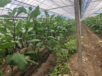 ナノバブル未使用区の画像